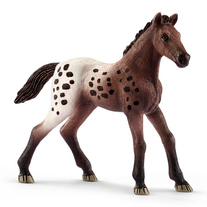 Poulain d'appaloosa