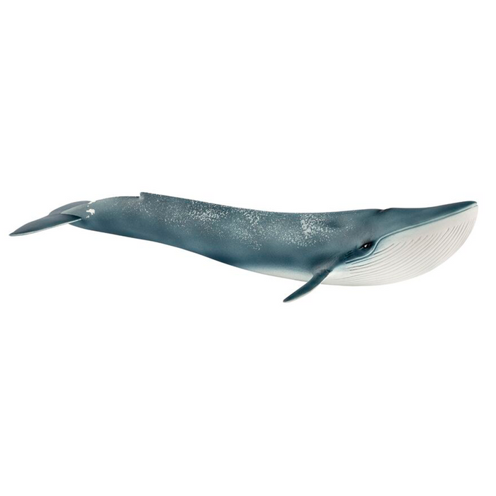 Baleine bleue