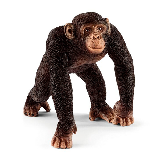 Chimpanzé - mâle