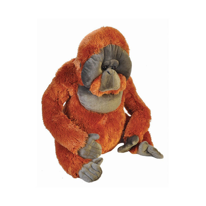 Orang-outan, 75 cm